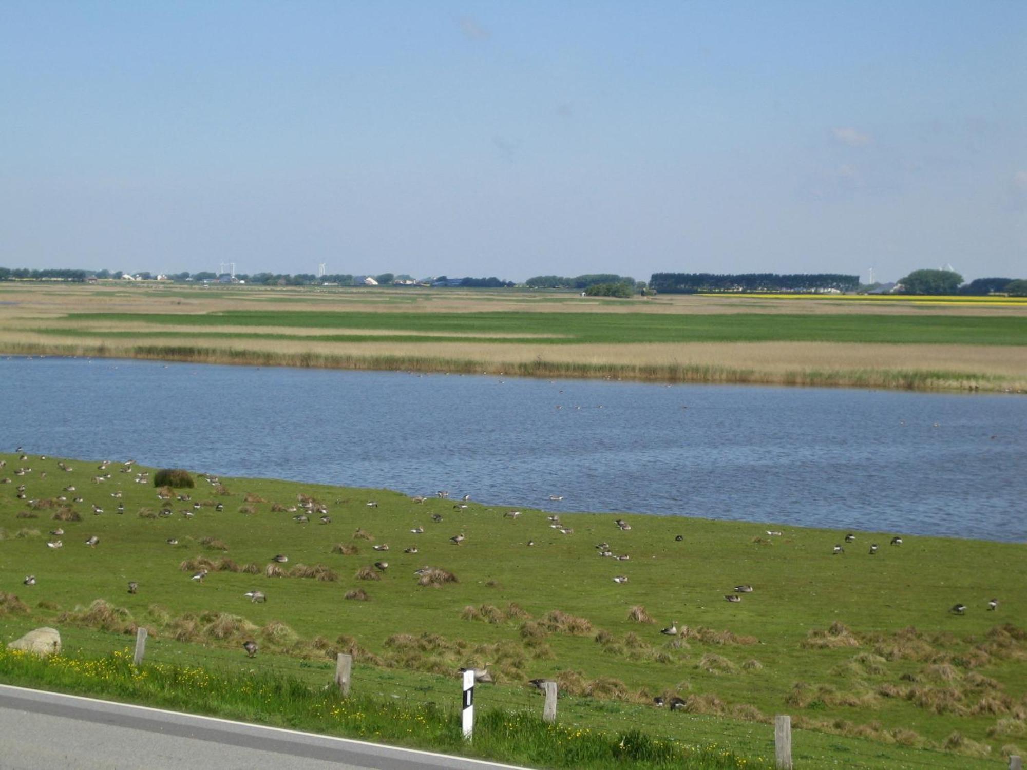 Haus Halligblick, Ferienwohnungen Am Wattenmeer, Whg Langenness Dagebüll Екстериор снимка