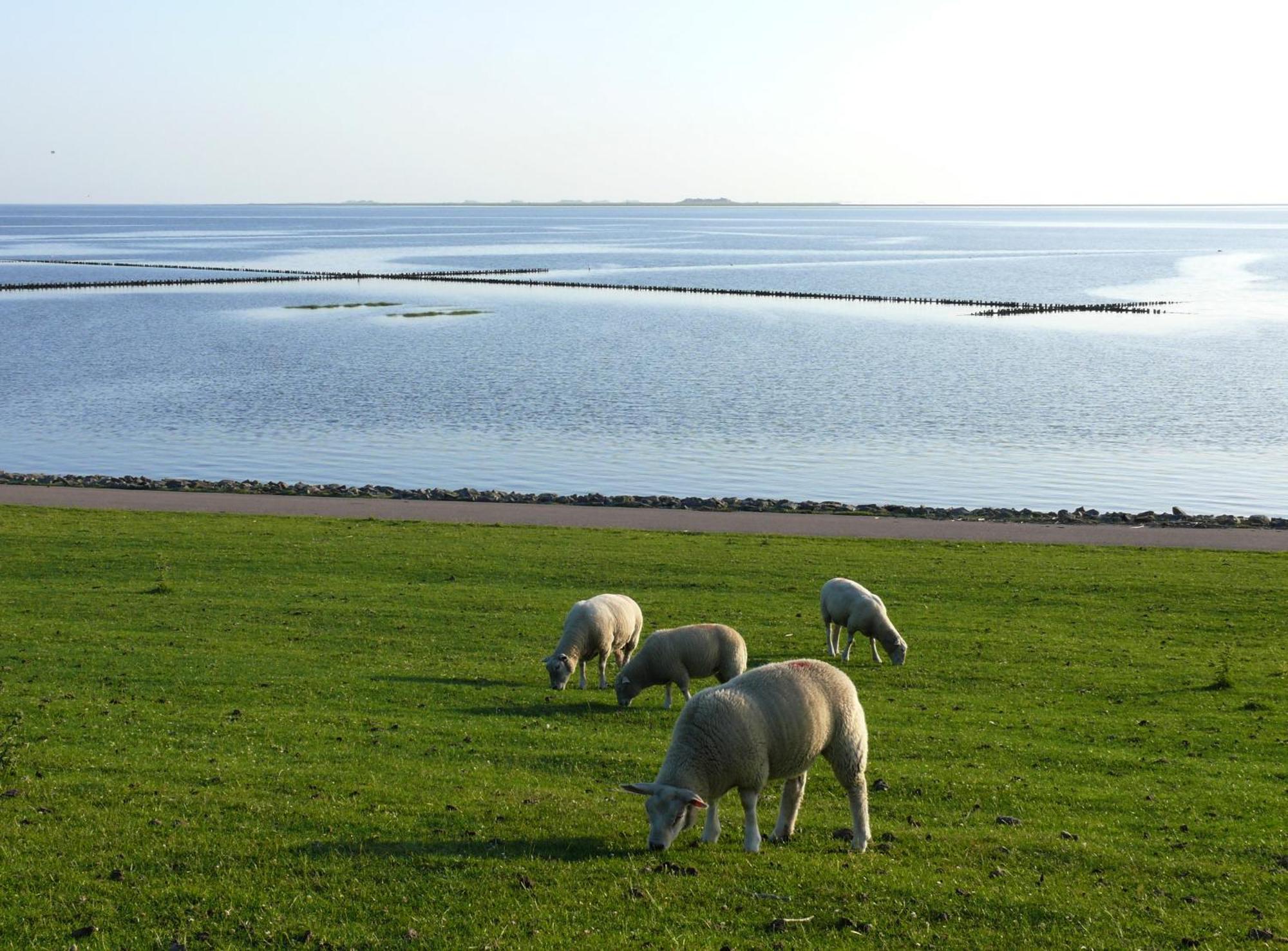 Haus Halligblick, Ferienwohnungen Am Wattenmeer, Whg Langenness Dagebüll Екстериор снимка