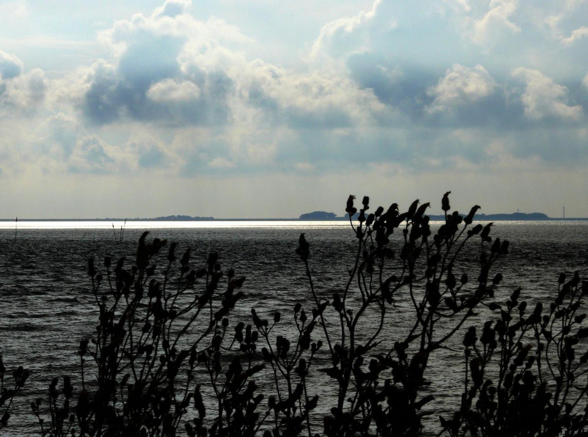 Haus Halligblick, Ferienwohnungen Am Wattenmeer, Whg Langenness Dagebüll Екстериор снимка